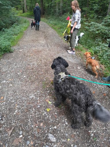 Zwei Personen mit Hunden spazieren auf einem Waldweg. Grüne Umgebung.