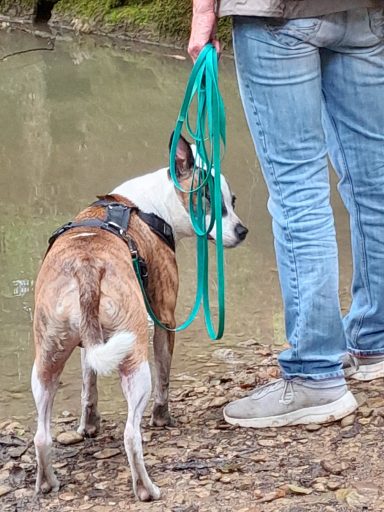 Hund an der Leine, der an einem Gewässer steht, minnt einer Person im Hintergrund.