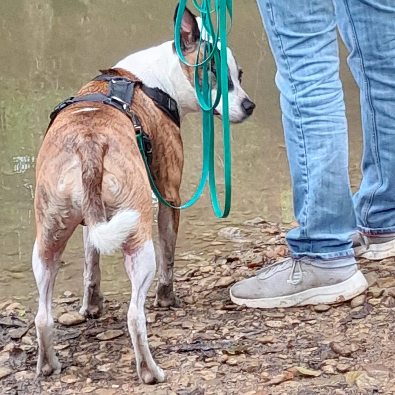 Brauner Hund mit Geschirr steht neben einer Person am Wasser, die Jeans und Sneakers trägt.