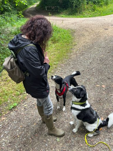 Eine Person steht auf einem Weg und füttert zwei Hunde.