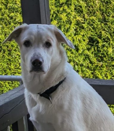 Weißer Hund mit schwarzem Halsband vor grüner Hintergrundlandschaft.