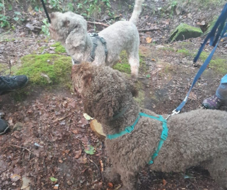 Zwei Hunde stehen auf einem moosbewachsenen Boden im Wald in Kroppach