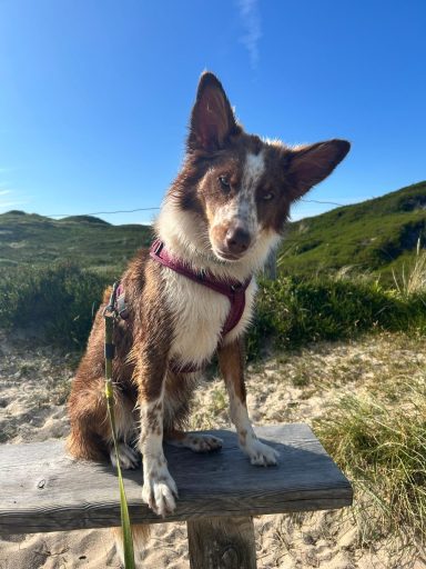 Brauner Hund mit stehendem Ohr sitzt auf einer Holzbank vor einer grünen Landschaft.
