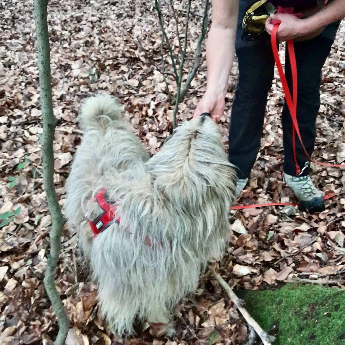 Ein grauer Hund mit zotteligem Fell wird von einer Person in einem Wald gestreichelt.