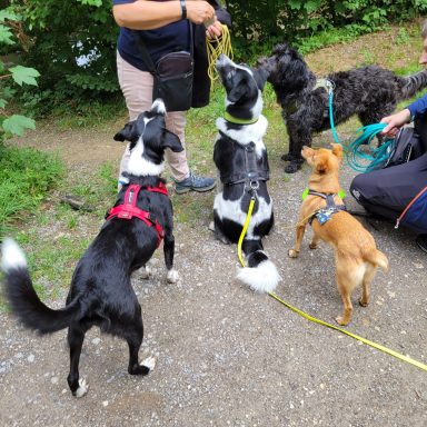 Eine Gruppe von Hunden, die um einen Menschen herumstehen und auf Leckerlis warten.