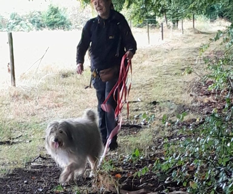 Eine Person mit Hund, die einen Waldweg entlanggeht, umgeben von Bäumen und Wiese in Hachenburg