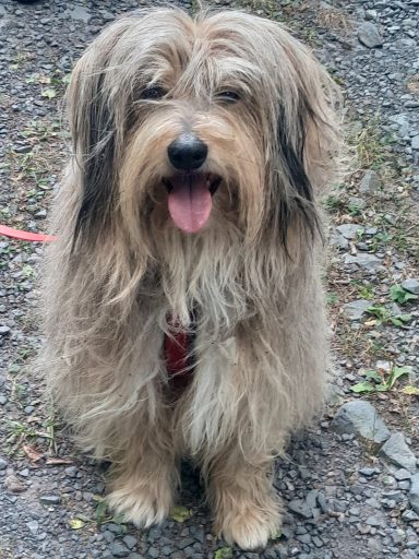 Ein zotteliger Hund mit braunem Fell sitzt lächelnd auf einem Weg.