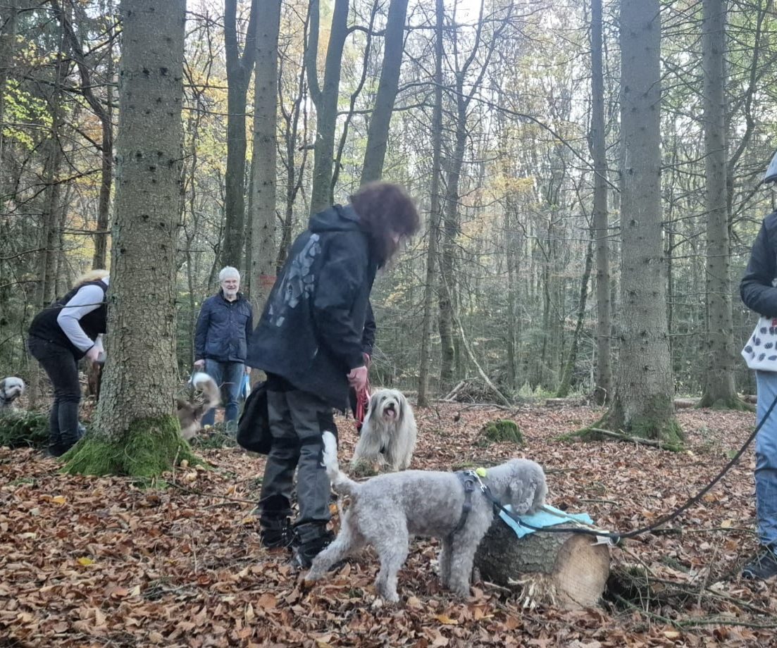 Menschen und Hunde spielen im Wald auf herbstlichem Laub.