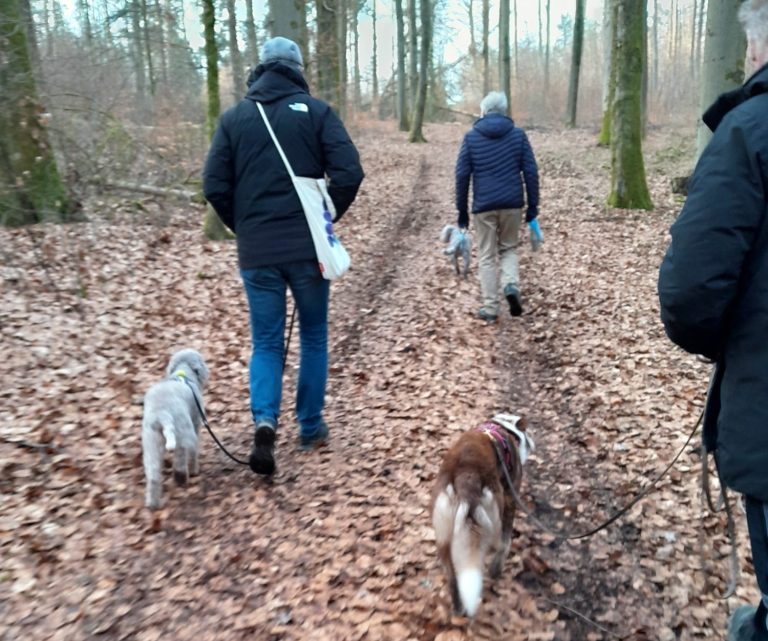 Menschen und Hunde spielen im Wald auf herbstlichem Laub.