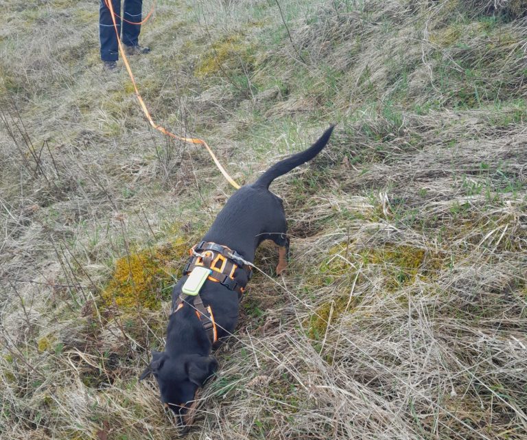 Schwarzer Hund an Leine schnüffelt im Gras auf einem offenen Feld in Wissen.