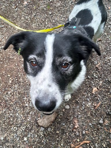 Schwarz-weißer Hund mit großen Augen, der auf einem graveligen Boden steht.