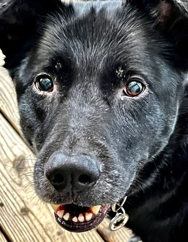 Schwarzer Hund mit einem freundlichen Gesichtsausdruck und neugierigen Augen.