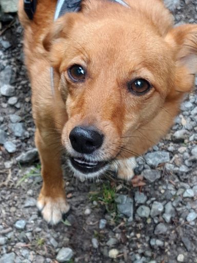 Brauner Hund mit aufmerksamen Augen steht auf kiesigem Boden.