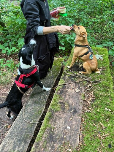 Zwei Hunde warten auf Leckerli von einer Person im Wald.
