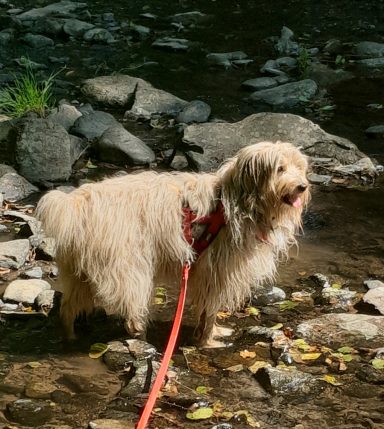 Ein wuscheliger Hund steht im Wasser neben einem Bach, an einer roten Leine.